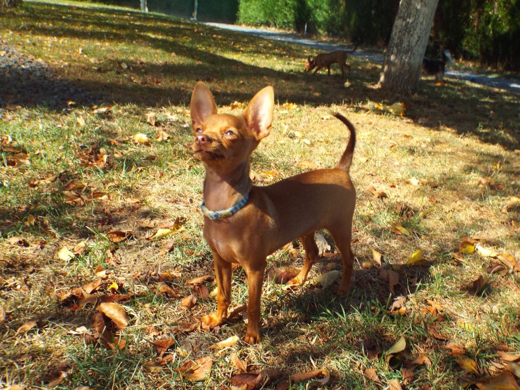 Accueil Elevage Du Domaine De La Sarronnaise Eleveur De