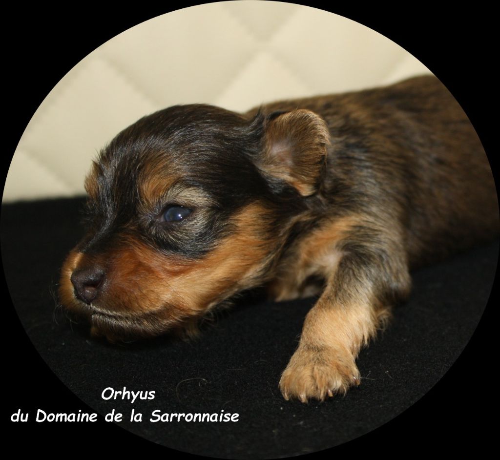 Le rachitisme chez les chiots: symptômes et traitement Le rachitisme chez les chiots: symptômes et traitement