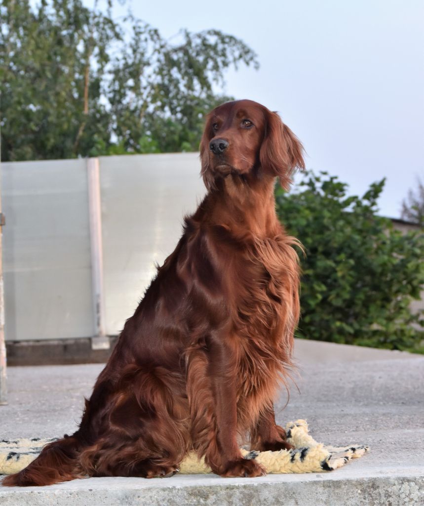 CH. Red wild child of ireland De L'anneau Du Kerry