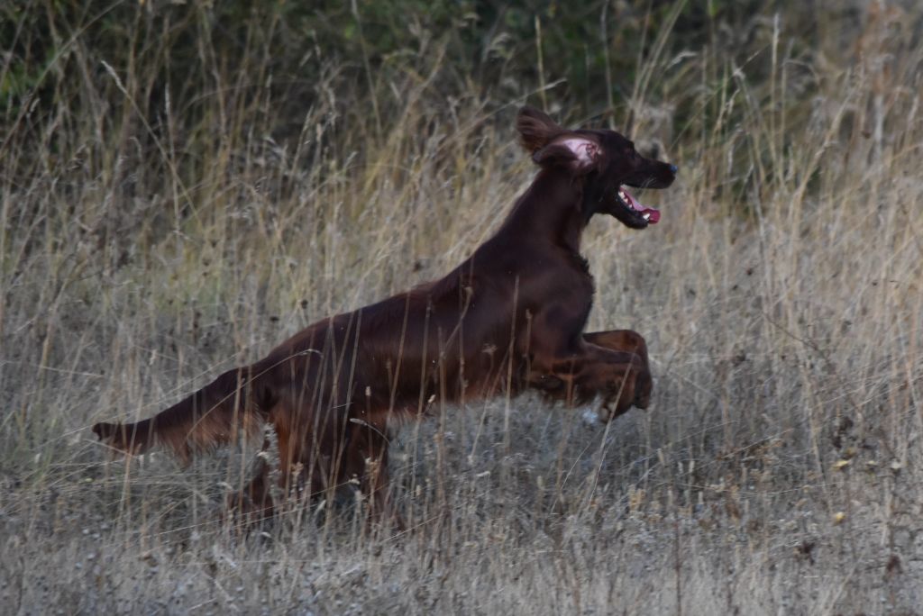CH. Victorious  maeve De L'anneau Du Kerry