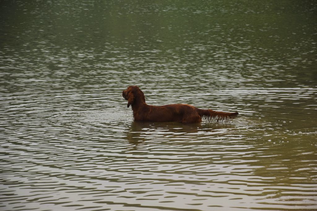 CH. Victorious  maeve De L'anneau Du Kerry