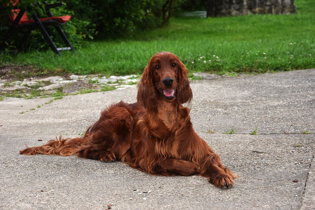 CH. U're kaitlyn meadows fairy De L'anneau Du Kerry