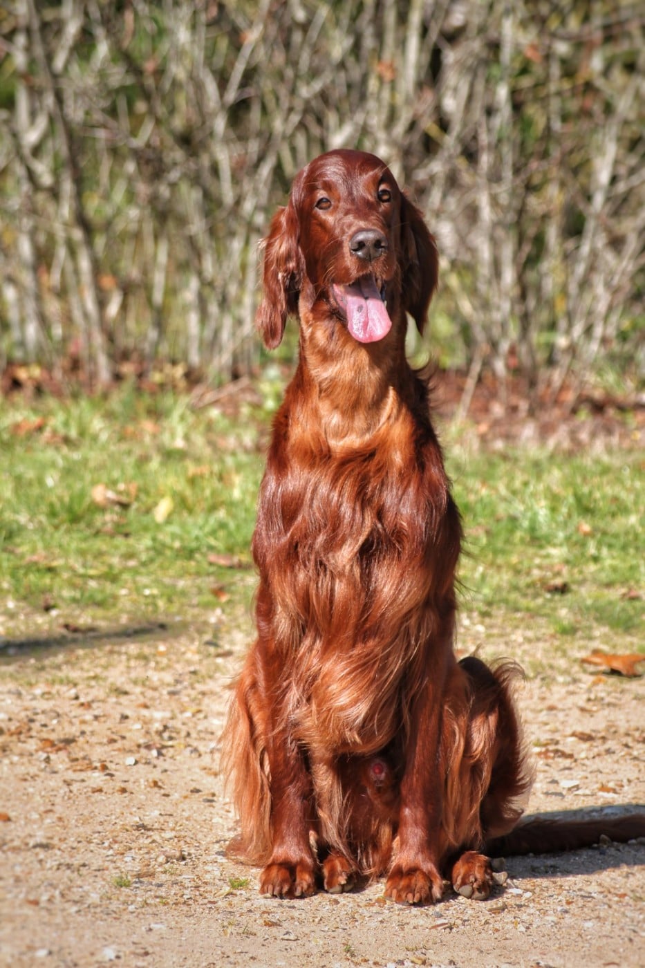 Suo dolce figlio De L'anneau Du Kerry