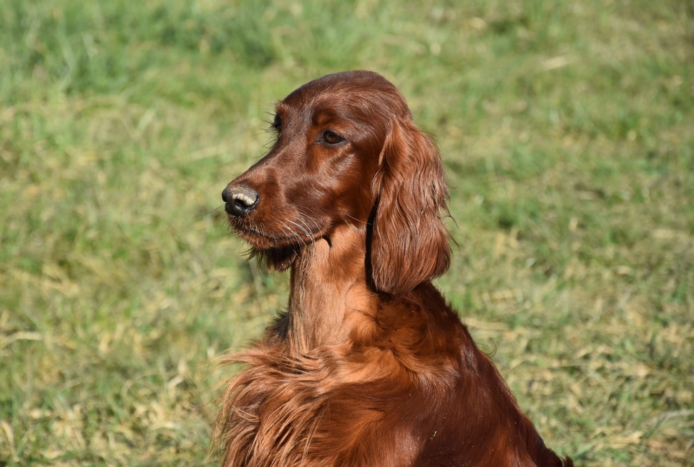 Publication : De L'anneau Du Kerry Auteur : Catherine KELLER