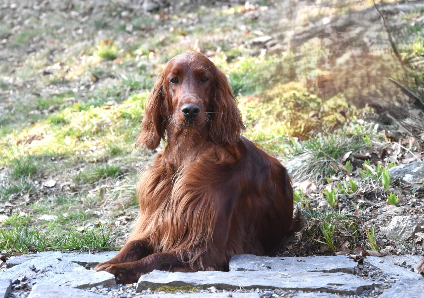 Publication : De L'anneau Du Kerry Auteur : Catherine KELLER