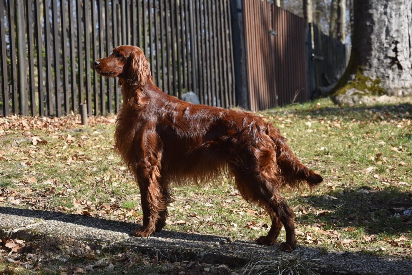 Publication : De L'anneau Du Kerry Auteur : Catherine KELLER