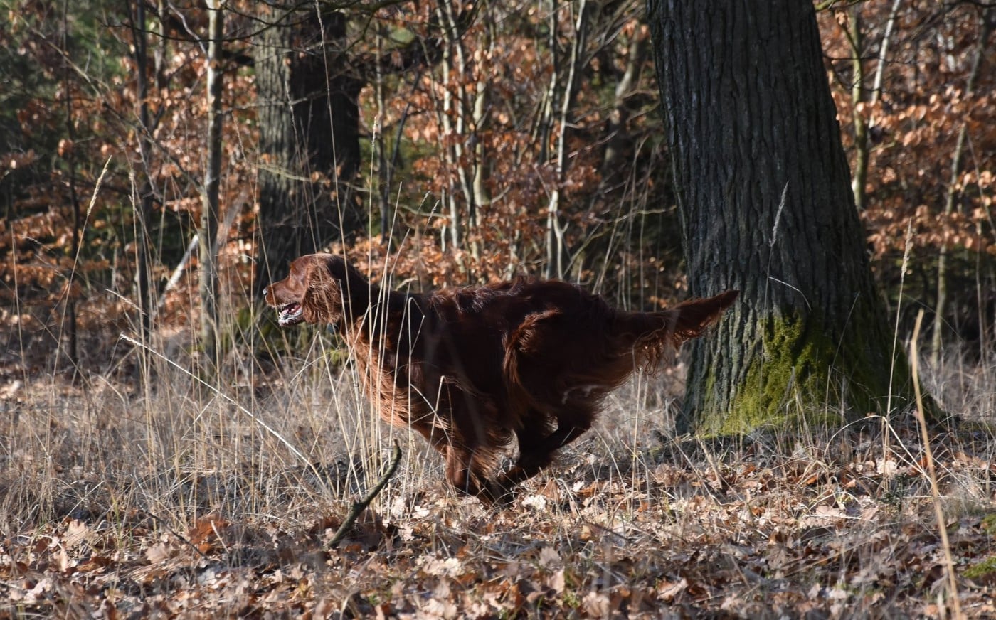 Publication : De L'anneau Du Kerry Auteur : Catherine KELLER