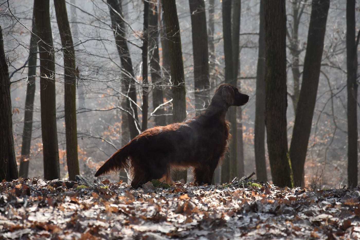 Publication : De L'anneau Du Kerry Auteur : CATHERINE KELLER