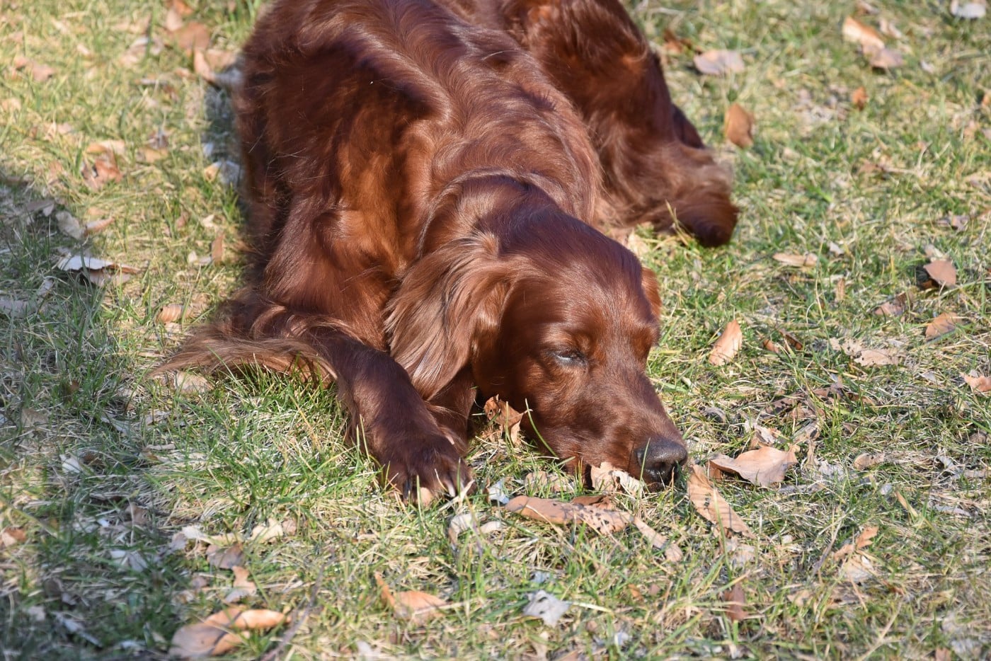 Publication : De L'anneau Du Kerry Auteur : CATHERINE KELLER