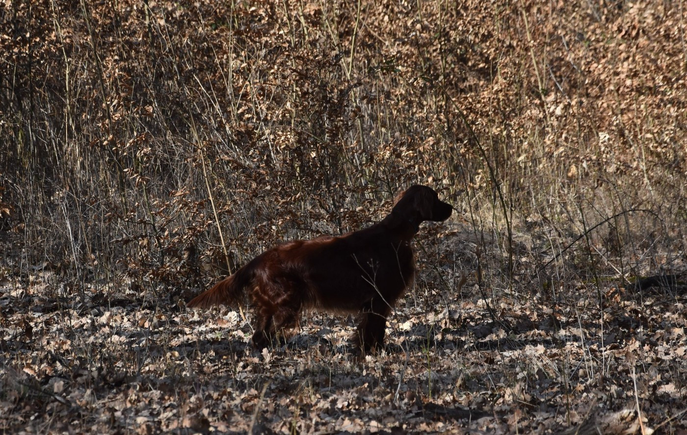 Publication : De L'anneau Du Kerry Auteur : CATHERINE KELLER