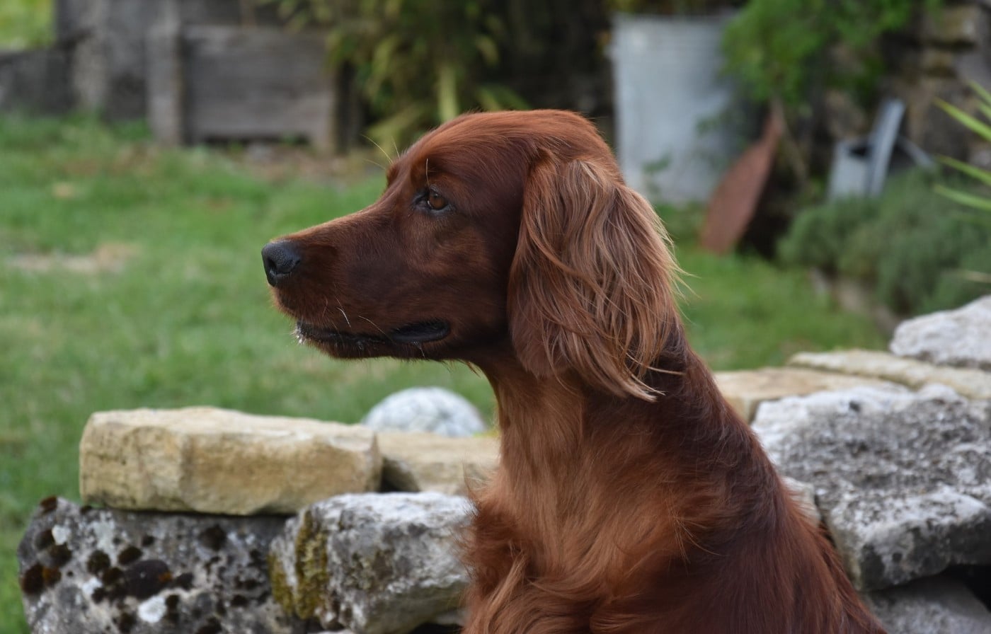 Publication : De L'anneau Du Kerry Auteur : CATHERINE KELLER