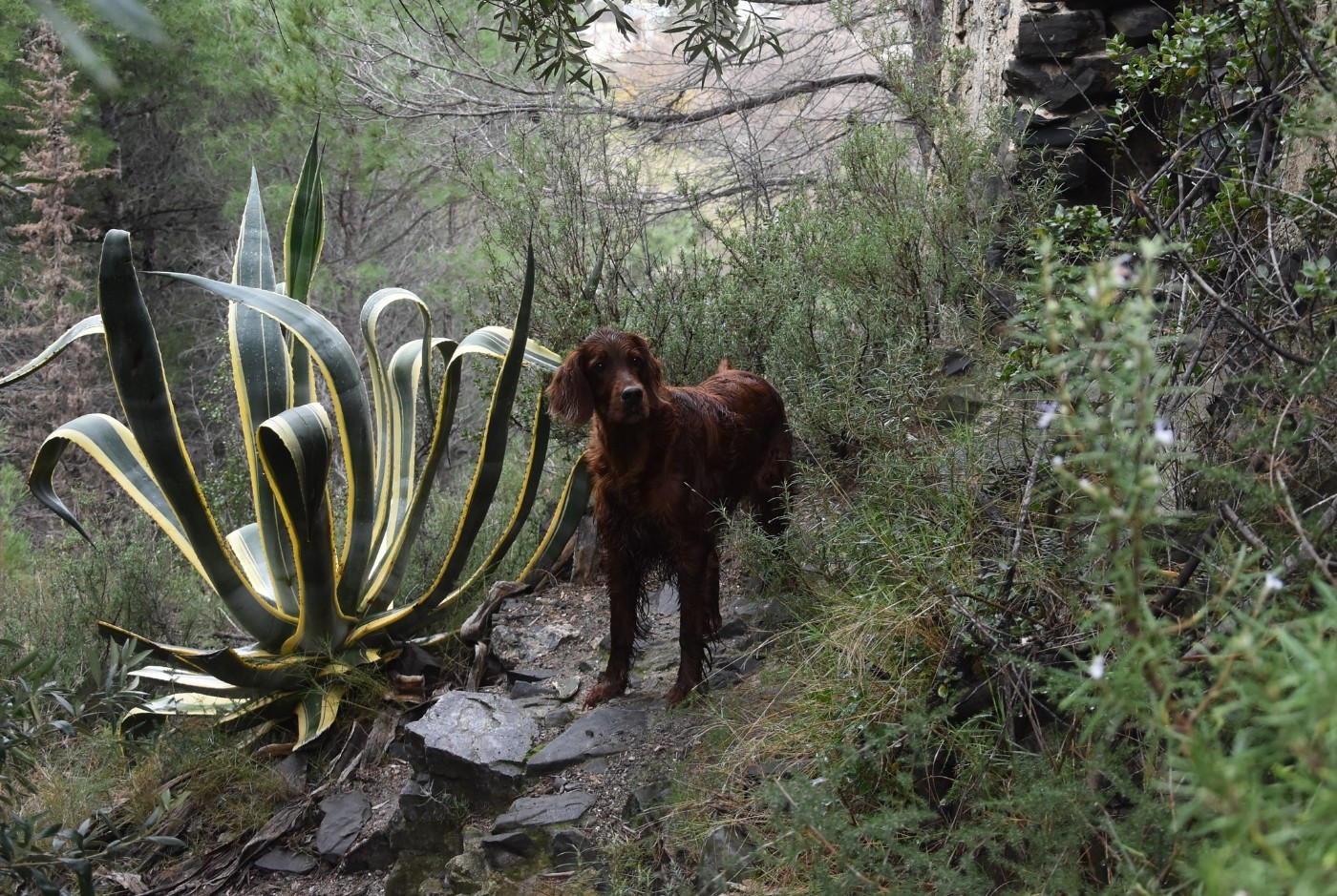 Publication : De L'anneau Du Kerry Auteur : CATHERINE KELLER