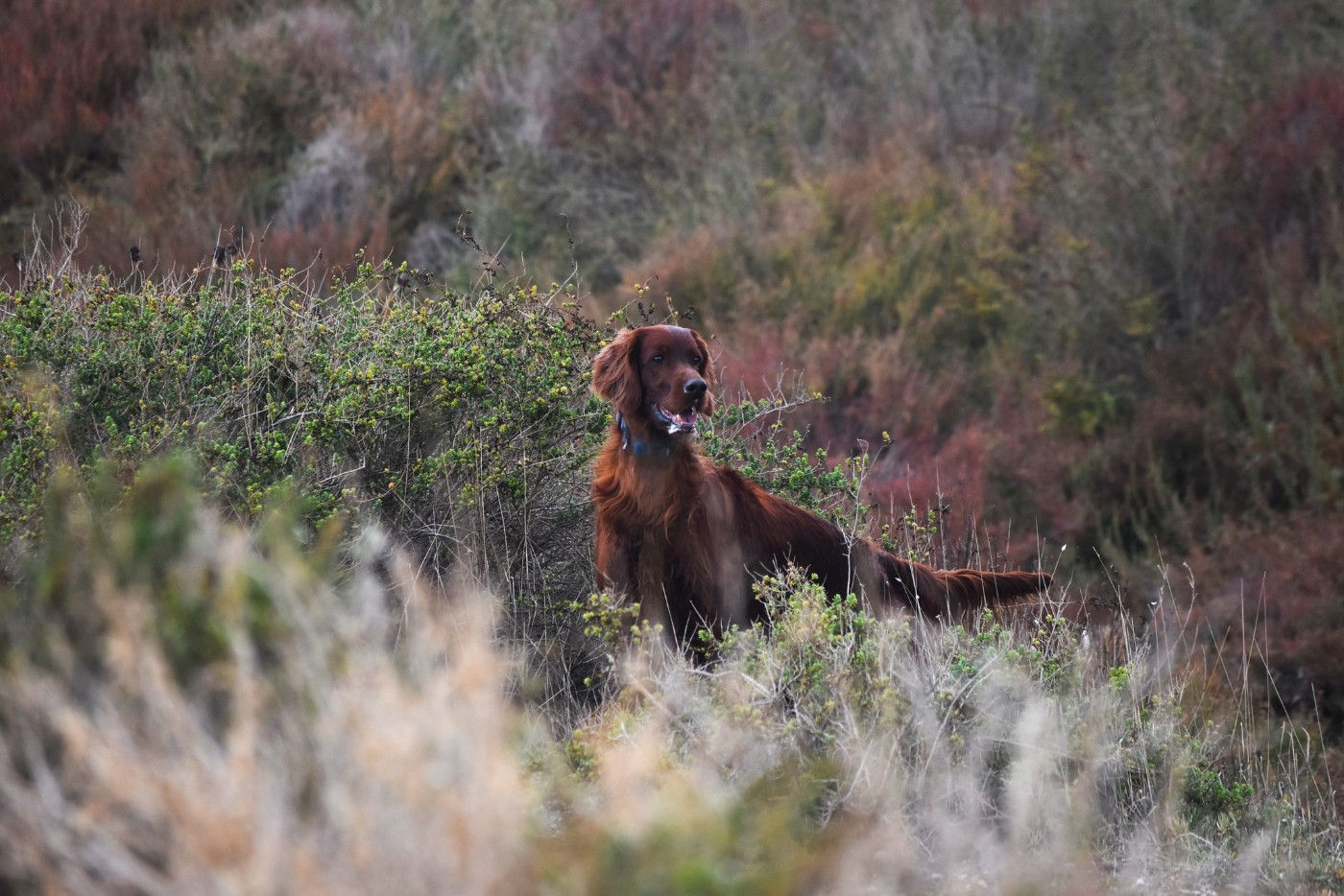 Publication : De L'anneau Du Kerry Auteur : CATHERINE KELLER