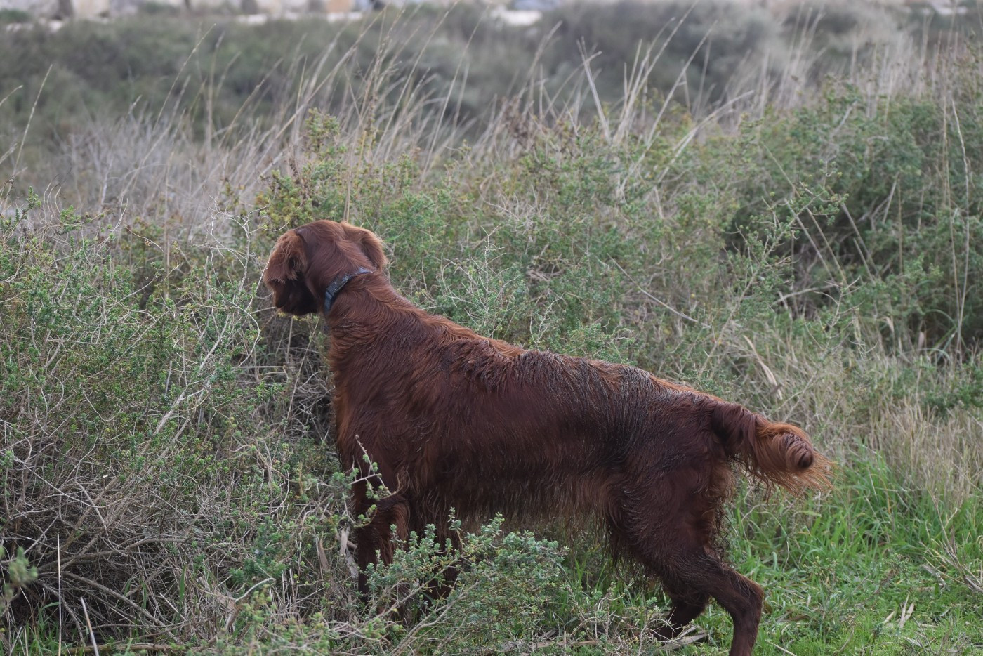 Publication : De L'anneau Du Kerry Auteur : CATHERINE KELLER