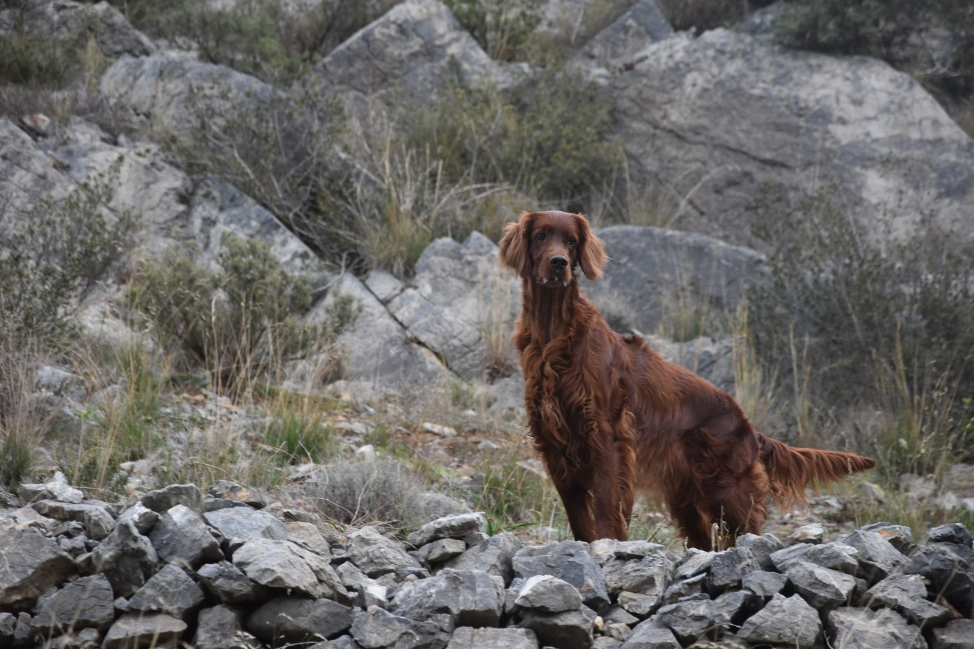 Publication : De L'anneau Du Kerry Auteur : CATHERINE KELLER