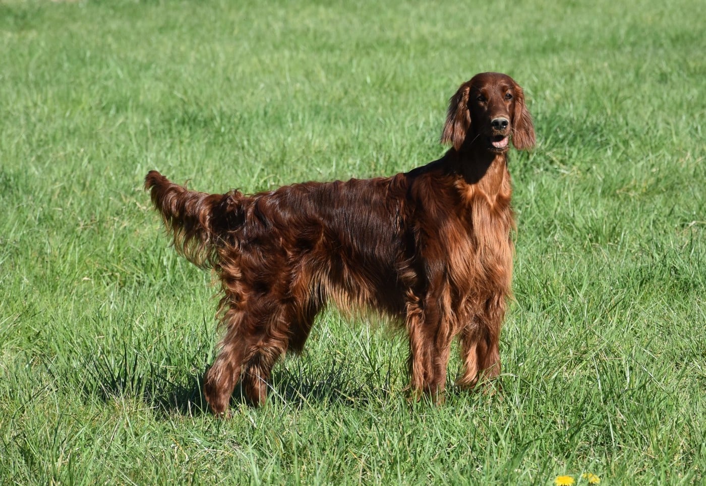 Publication : De L'anneau Du Kerry Auteur : Catherine KELLER