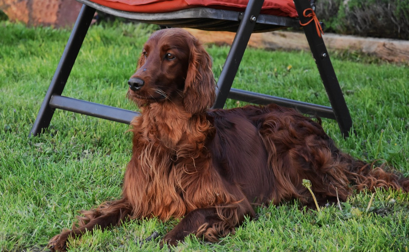 Publication : De L'anneau Du Kerry Auteur : Catherine KELLER