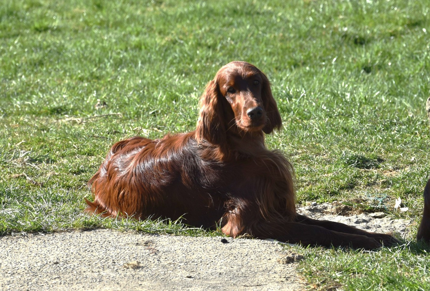 Publication : De L'anneau Du Kerry Auteur : Catherine KELLER