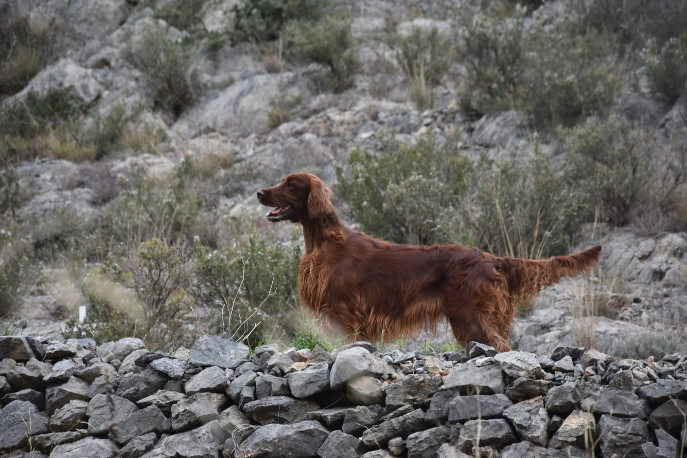 Publication : De L'anneau Du Kerry Auteur : Catherine KELLER