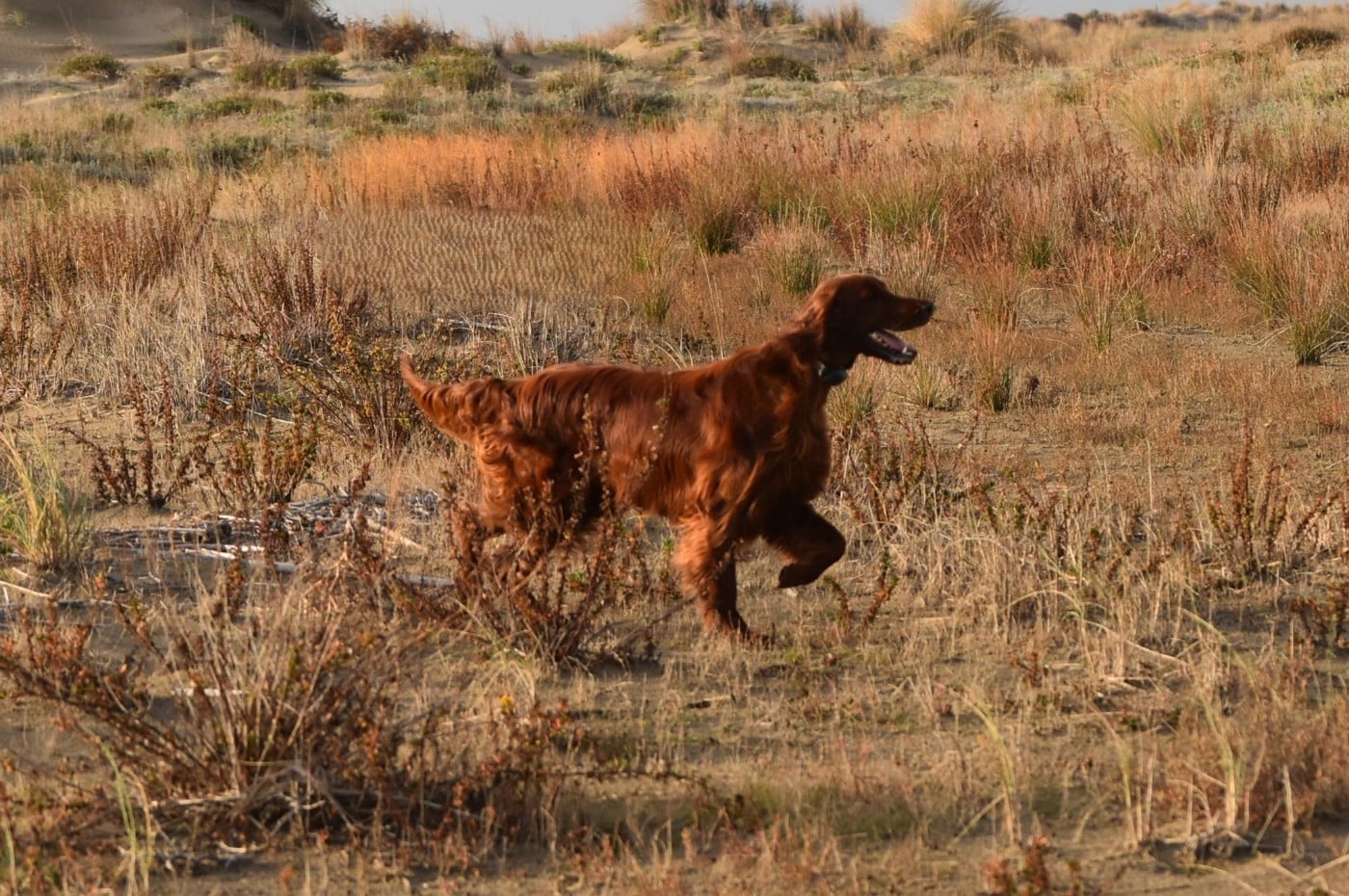 Publication : De L'anneau Du Kerry Auteur : Catherine KELLER