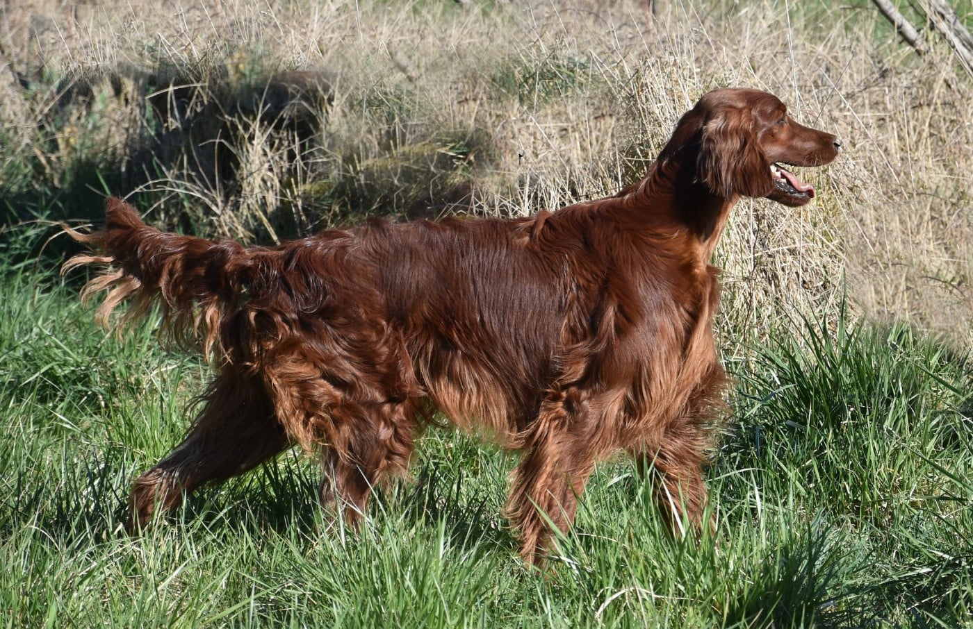Publication : De L'anneau Du Kerry Auteur : Catherine KELLER