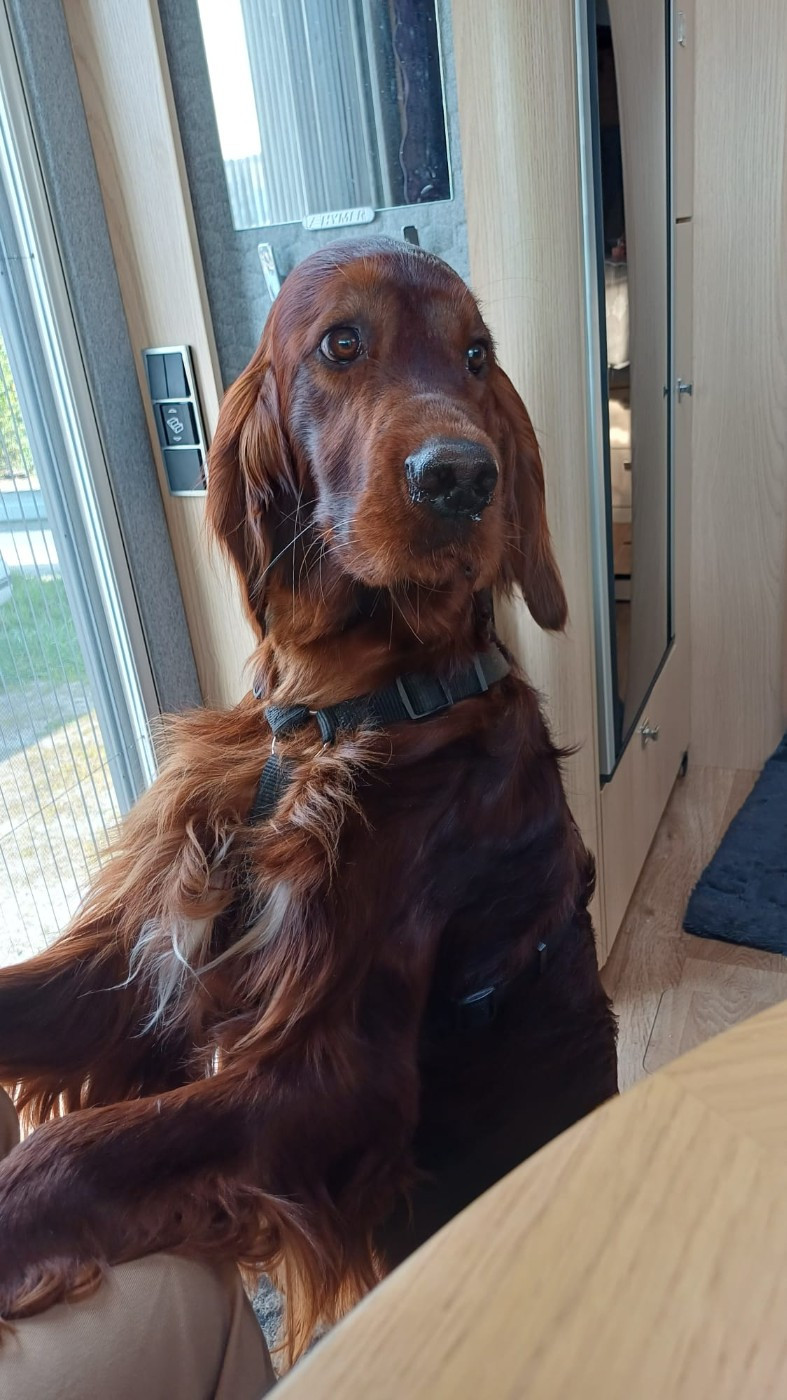 VAILANT LORD COPPER De L'anneau Du Kerry