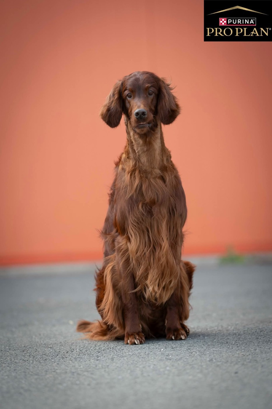 Suo Dolce Figlio De L'anneau Du Kerry