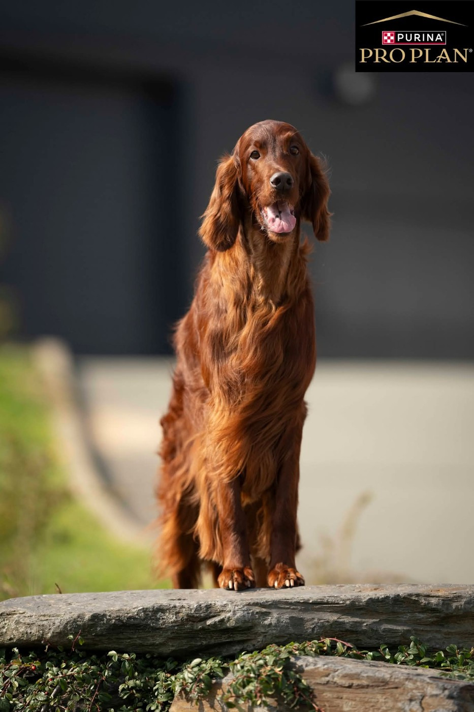 Suo Dolce Figlio De L'anneau Du Kerry