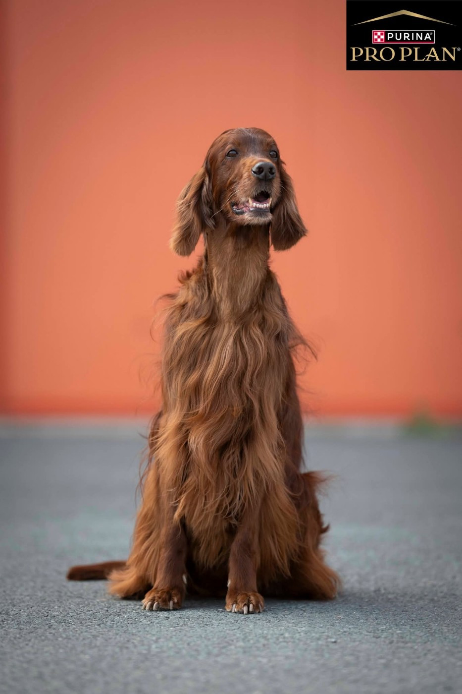 CH. Mio bellissimo maschio De L'anneau Du Kerry