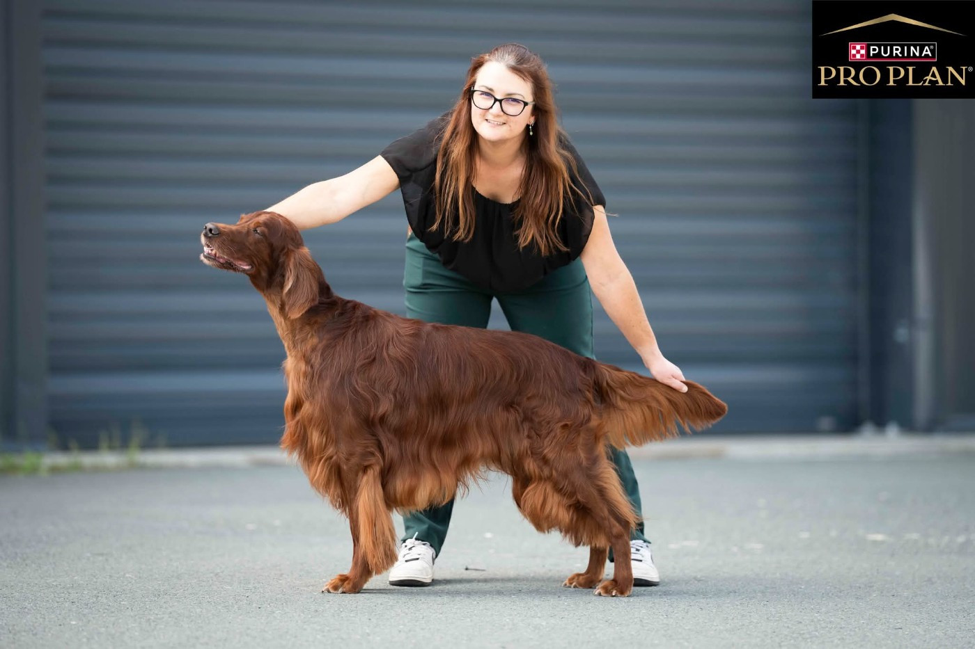 CH. Mio bellissimo maschio De L'anneau Du Kerry
