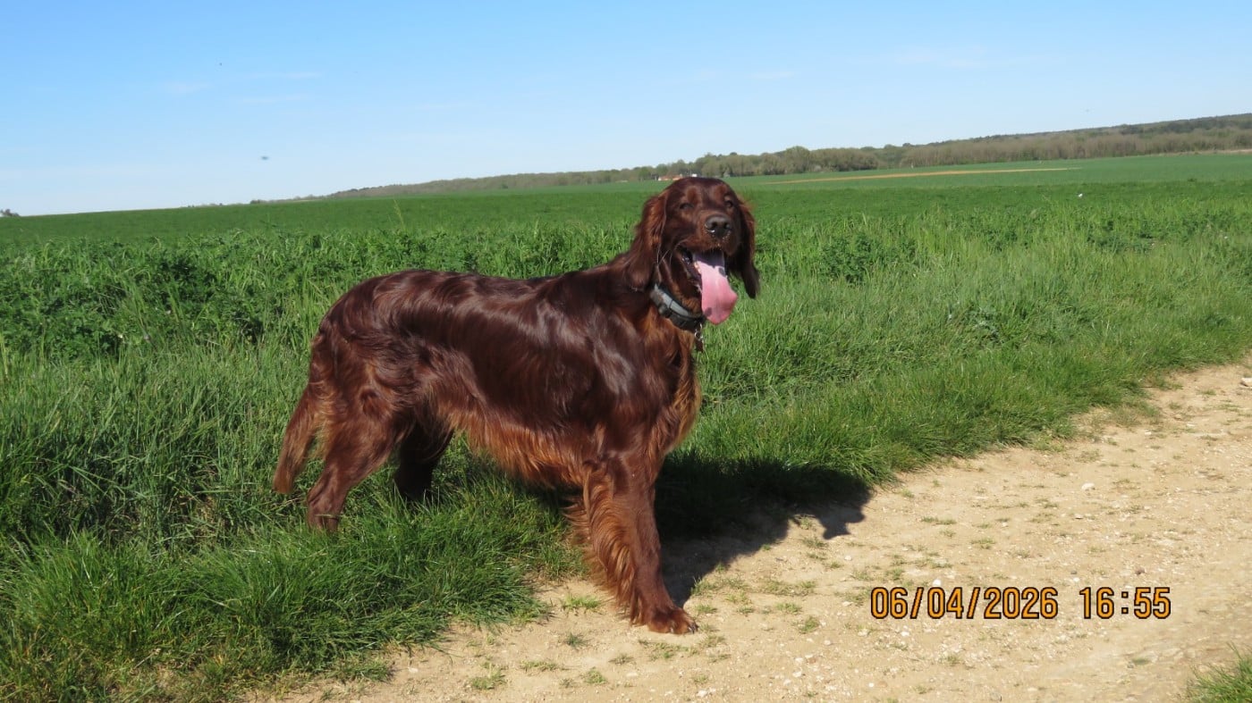 VAILANT LORD COPPER De L'anneau Du Kerry