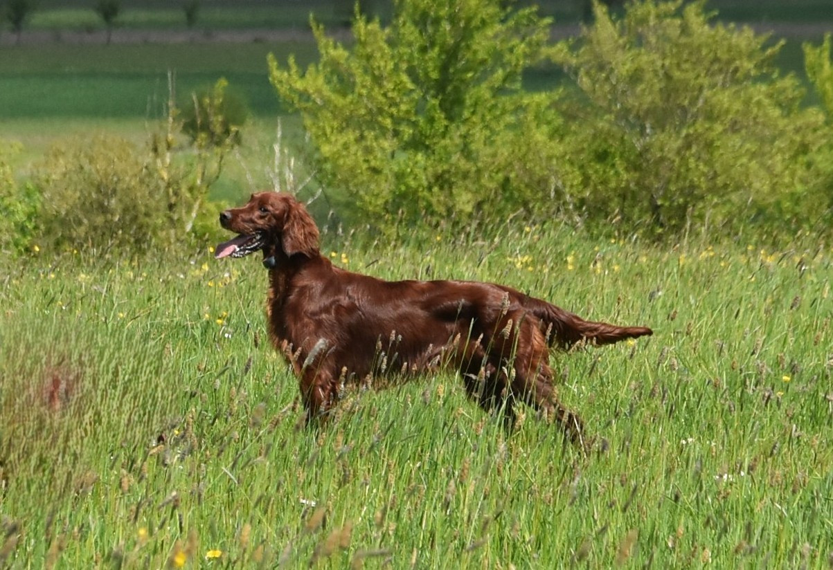 CH. Victorious maeve De L'anneau Du Kerry
