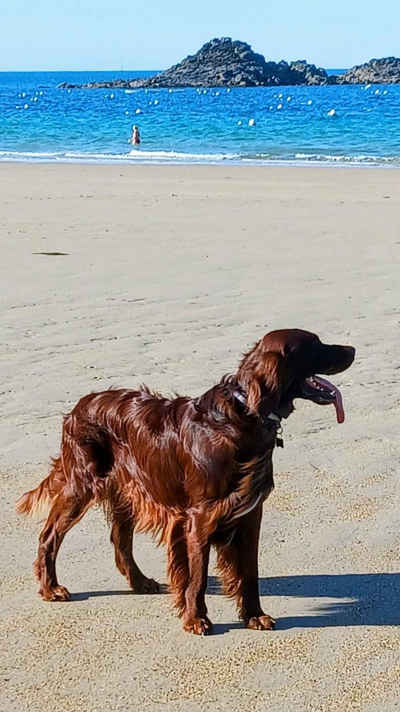 VAILANT LORD COPPER De L'anneau Du Kerry