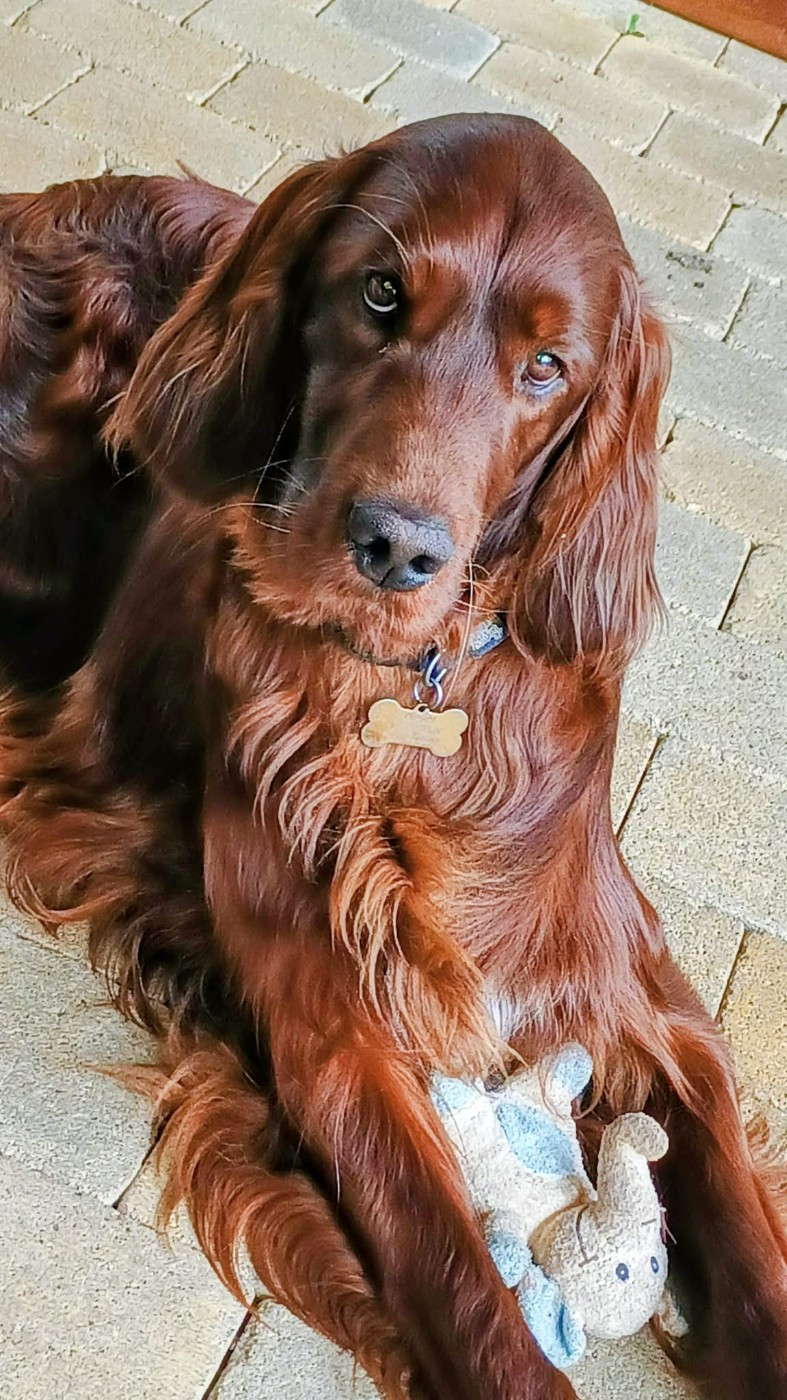 VAILANT LORD COPPER De L'anneau Du Kerry