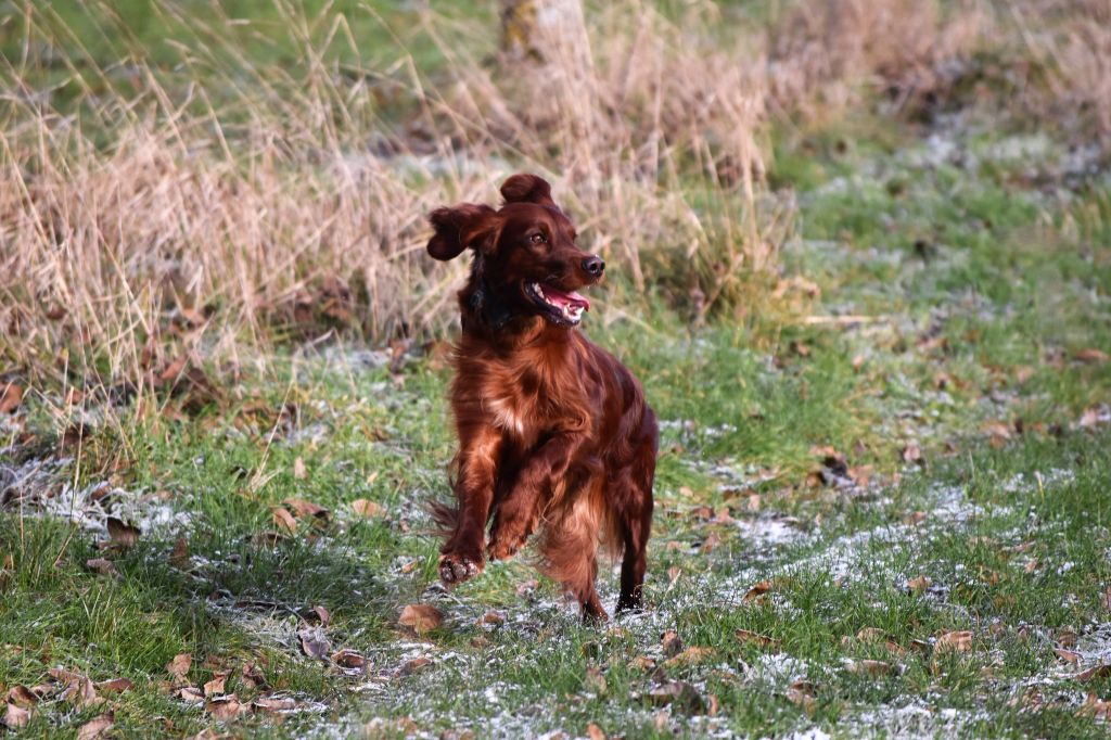CH. Red wild child of ireland De L'anneau Du Kerry