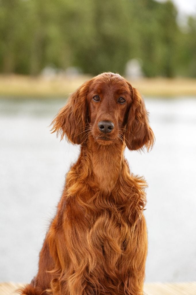 CH. U're kaitlyn meadows fairy De L'anneau Du Kerry