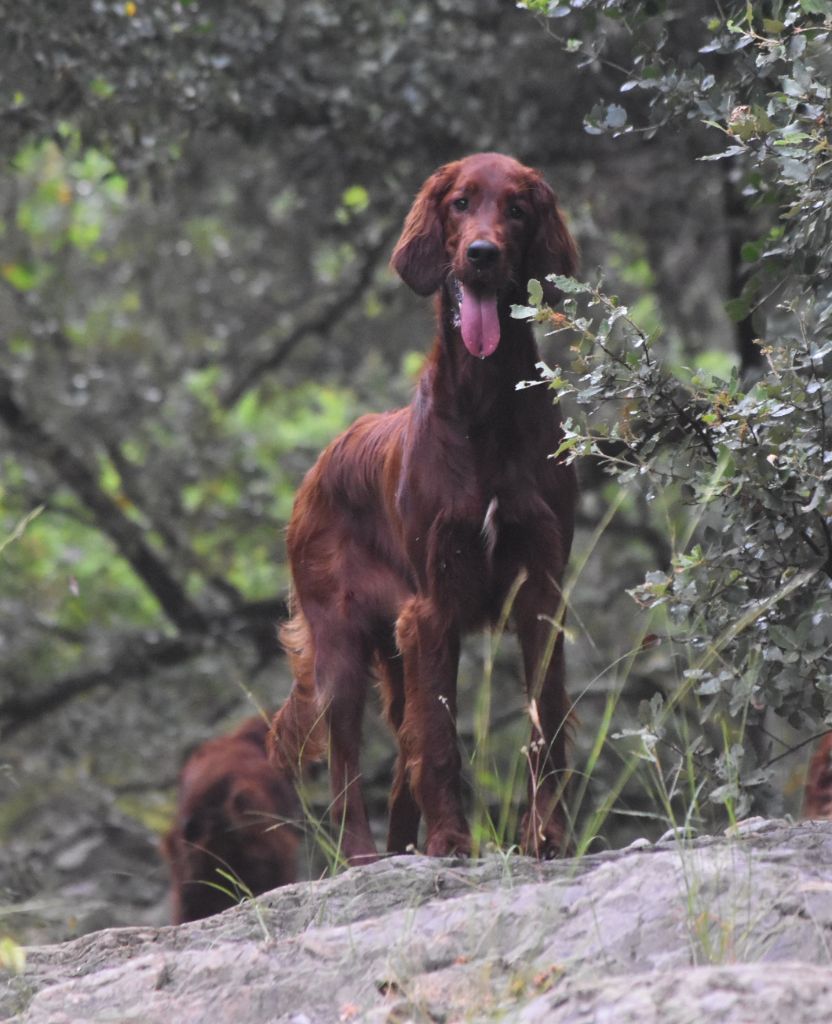 CH. Victorious  maeve De L'anneau Du Kerry