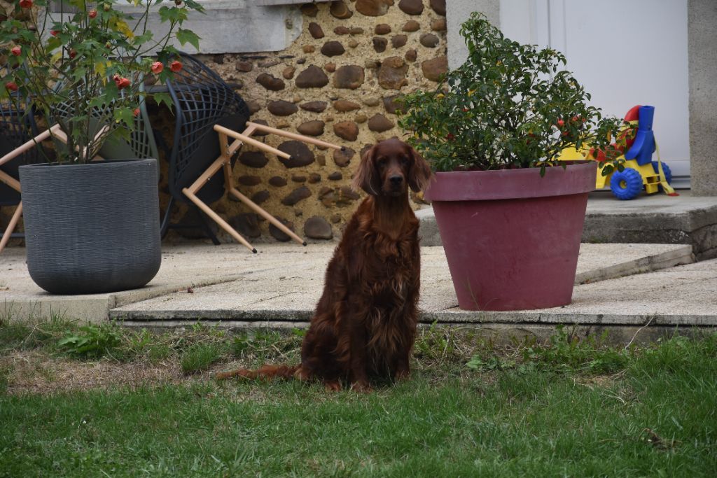 CH. Red wild child of ireland De L'anneau Du Kerry