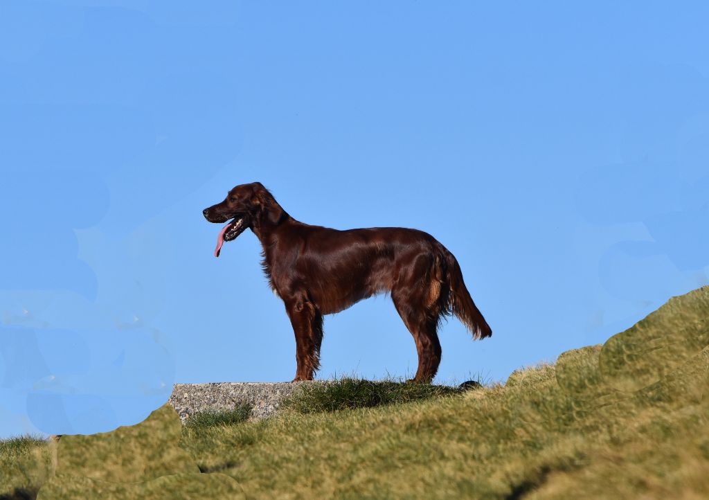 CH. Victorious  maeve De L'anneau Du Kerry