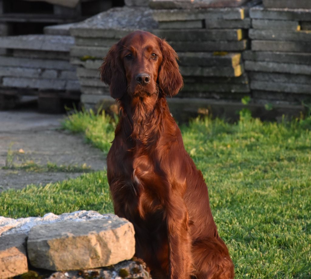 CH. Victorious  maeve De L'anneau Du Kerry