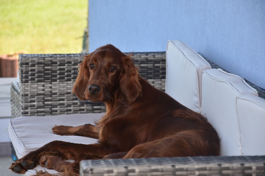 CH. Victorious  maeve De L'anneau Du Kerry
