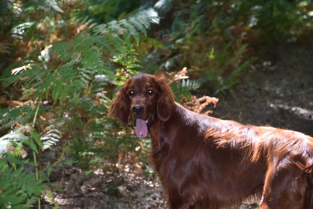 CH. Victorious  maeve De L'anneau Du Kerry