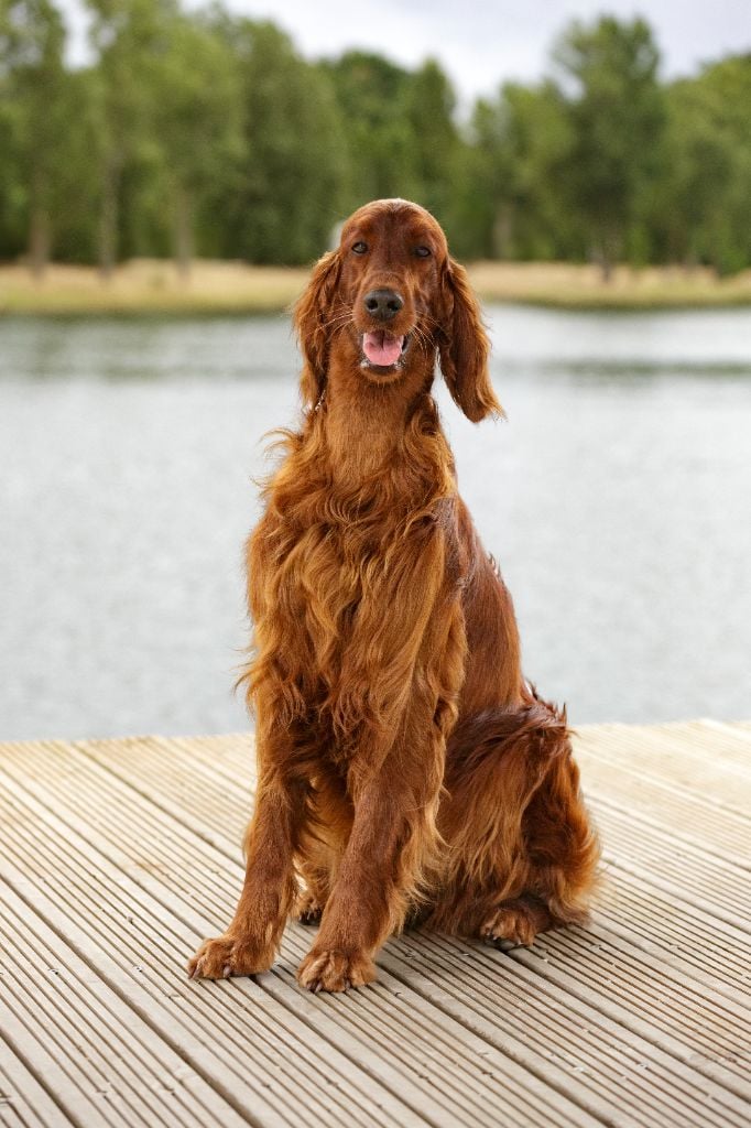 CH. U're kaitlyn meadows fairy De L'anneau Du Kerry