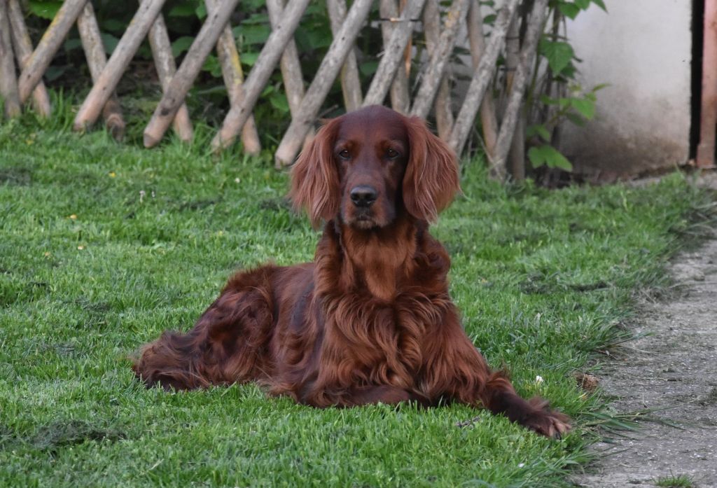 CH. Red wild child of ireland De L'anneau Du Kerry