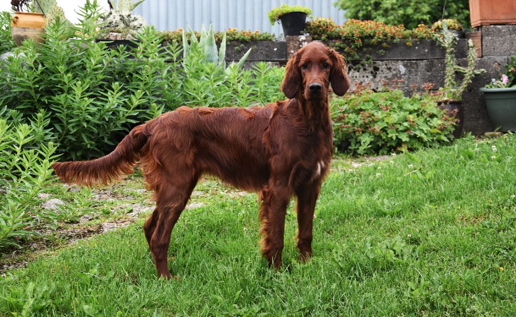 CH. Victorious  maeve De L'anneau Du Kerry