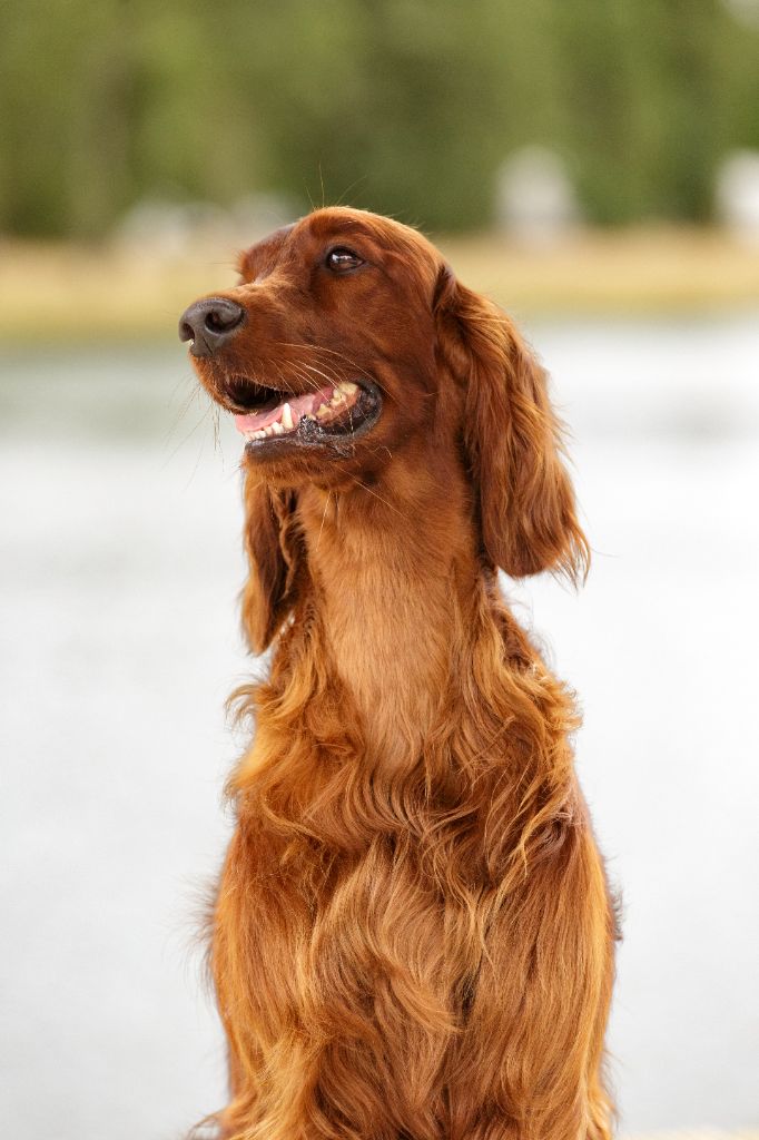 CH. U're kaitlyn meadows fairy De L'anneau Du Kerry