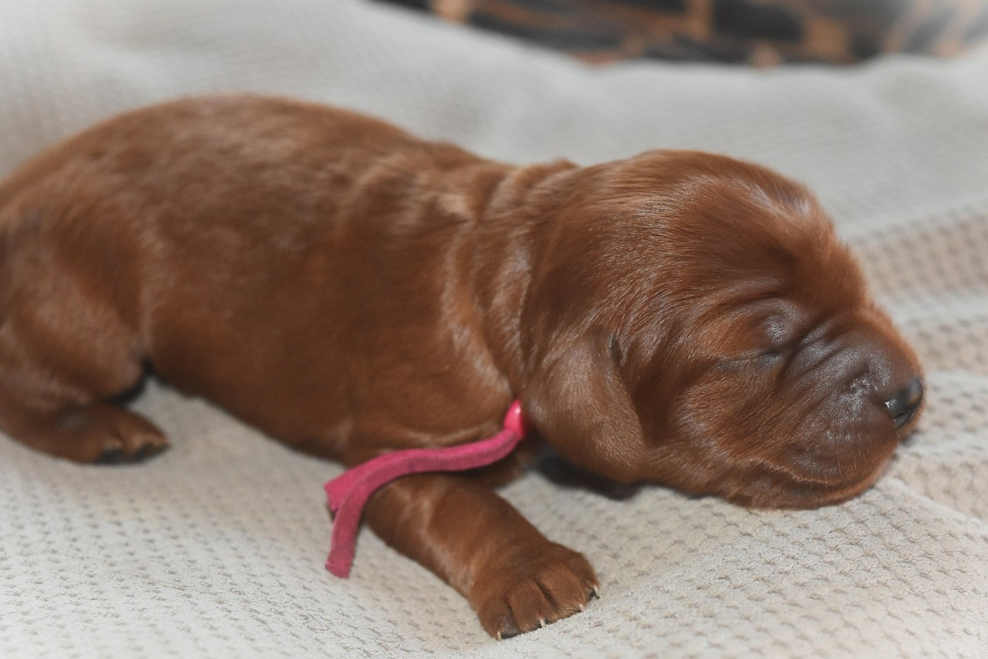 BABOUSHKA BELLE ANOUK