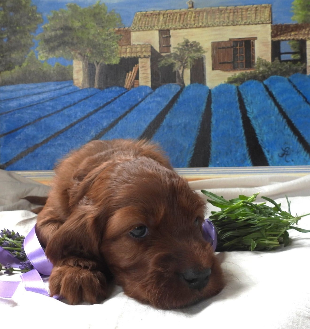 Blue Fields Finnegan Winston II