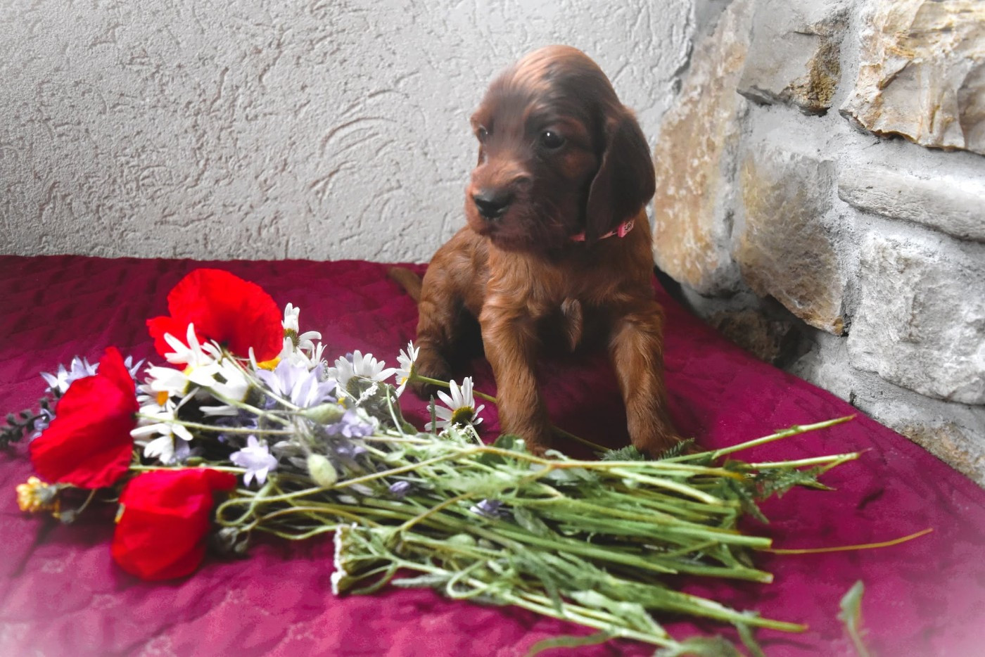 BABOUSHKA BELLE ANOUK
