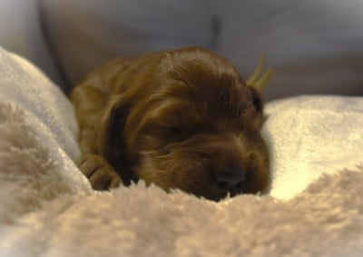 Les chiots de Setter irlandais rouge